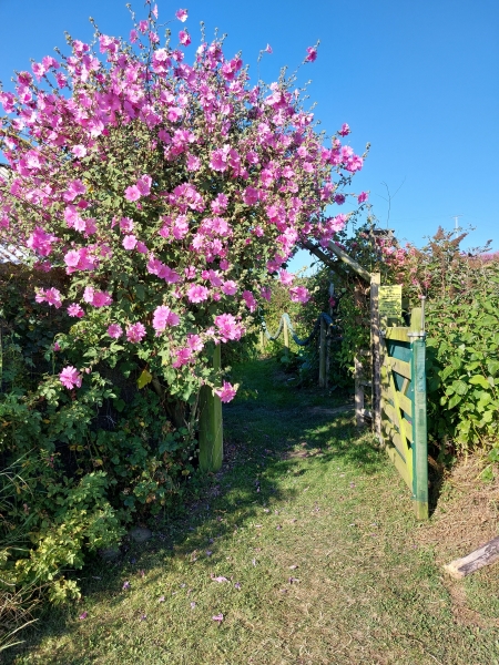 The Barn Gallery and Rose Gardens